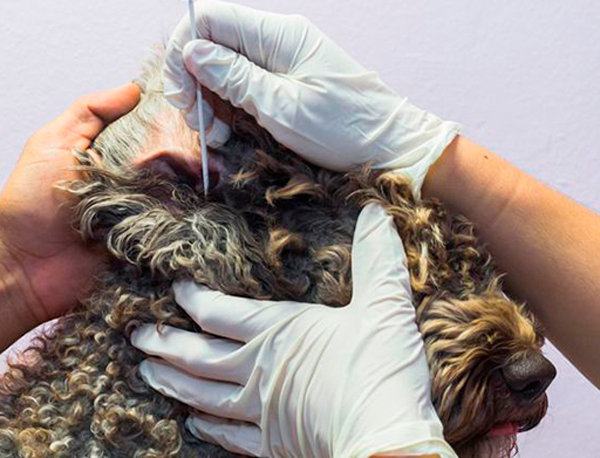 dermatologa canina tenerife 3 ok