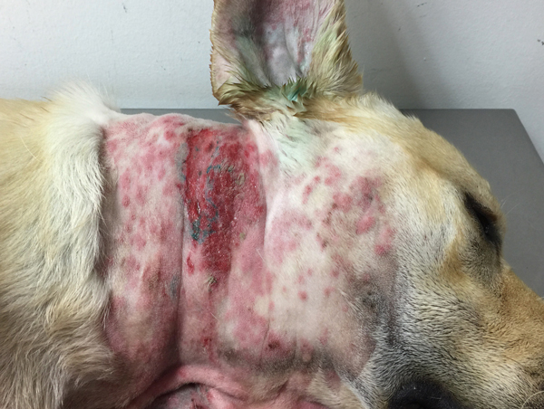 dermatologa canina tenerife pruebas dermatológicas inmediatas contacto 1