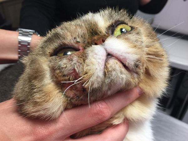 dermatologa canina tenerife pruebas dermatológicas inmediatas intrinsecas 2