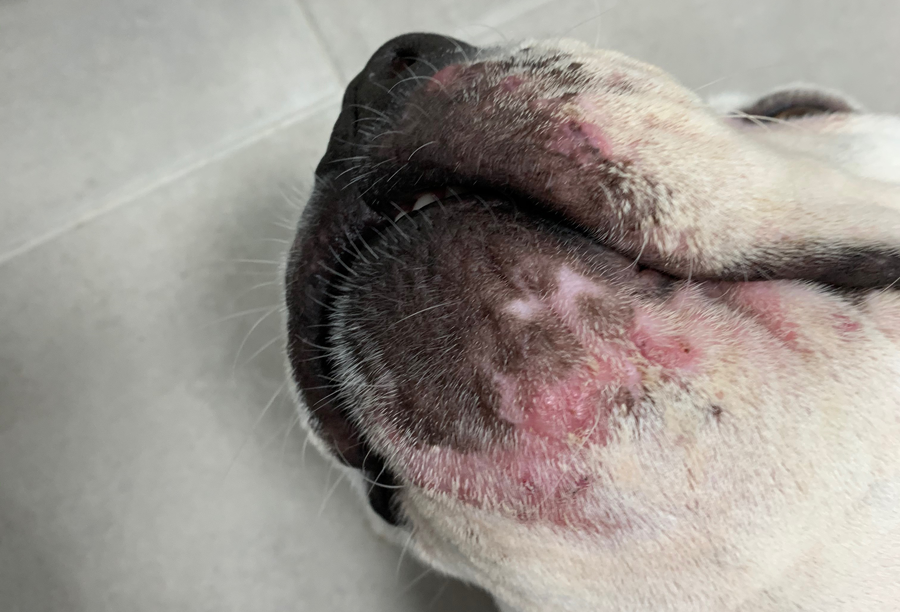 veterinaria dermatologa canina tenerife dermatitis boca 3OK