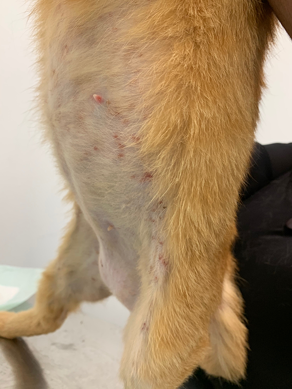 veterinaria dermatologa canina tenerife erupciones piel 4OK