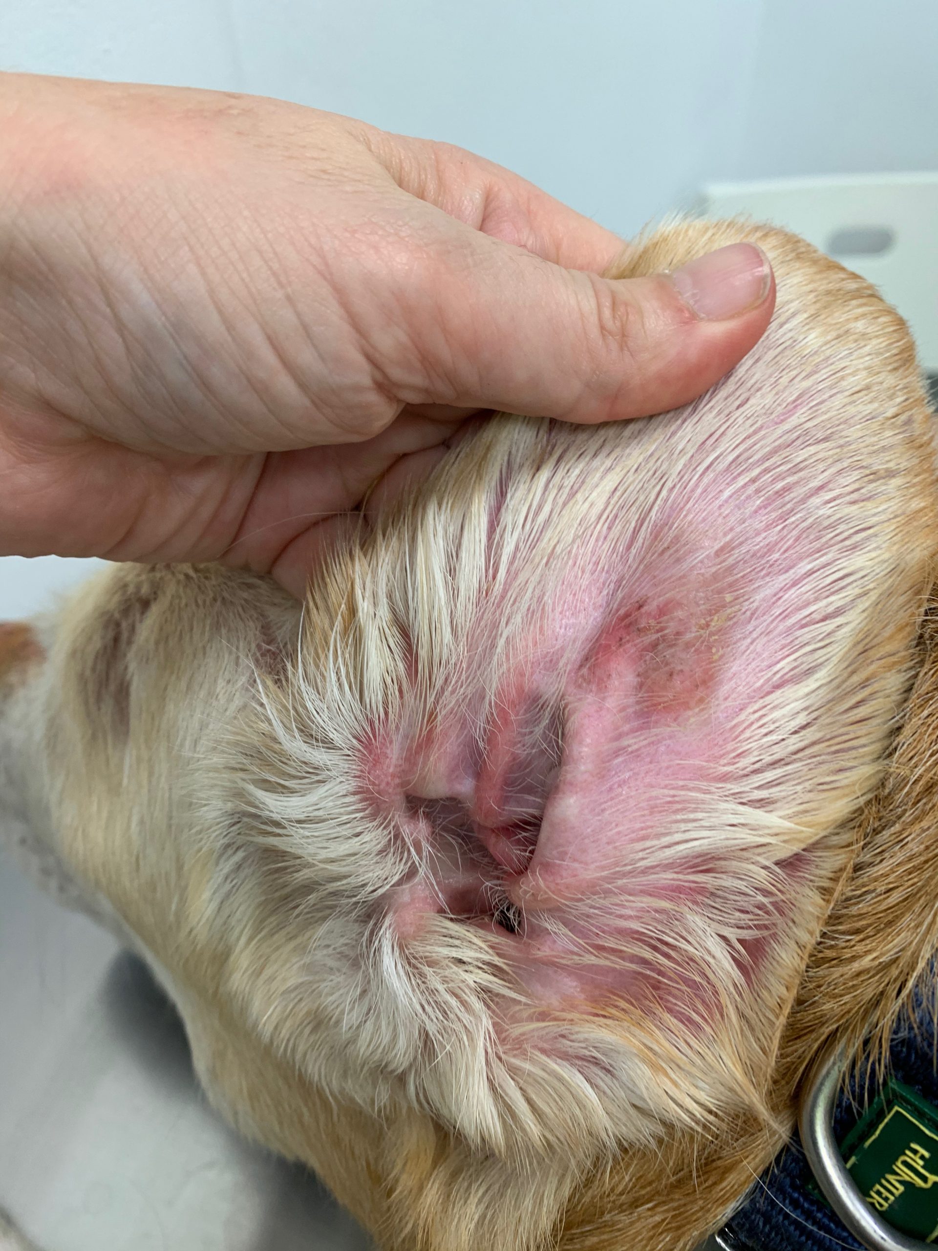 veterinaria dermatologa canina tenerife otitis 1 scaled