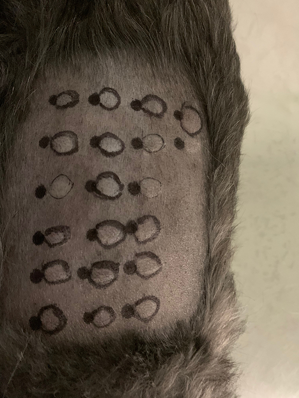 veterinaria dermatologa canina tenerife pruebas alergias 1OK