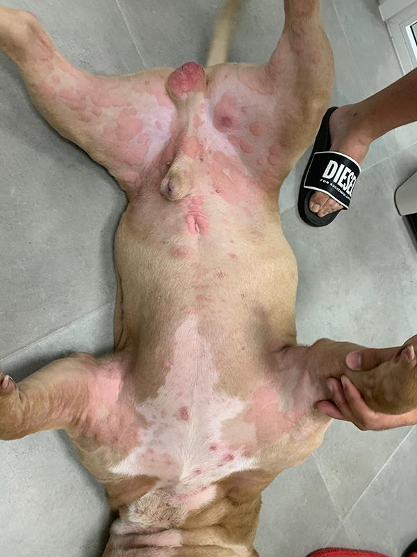 veterinaria dermatologa canina tenerife urticaria 1OK