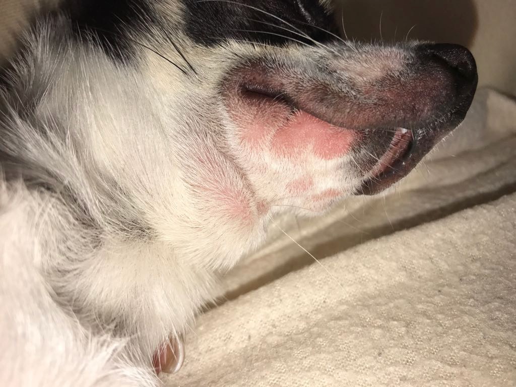 veterinaria dermatologa canina tenerife urticaria 2